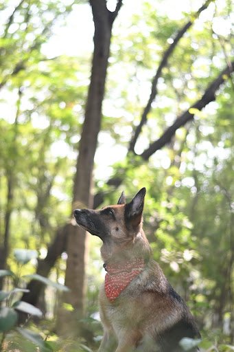 The Picture Perfect Photography