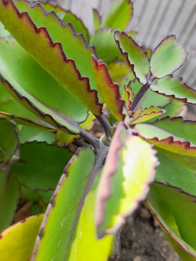 SUPRIYA DIGITAL PHOTO STUDIO