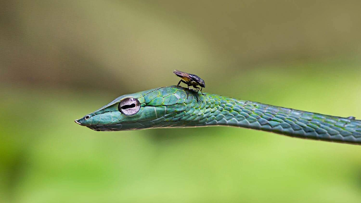 sangeetha photography