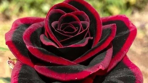 Studio chitra/ Ujjwal's mansions Studio chitra/ Ujjwal's mansions